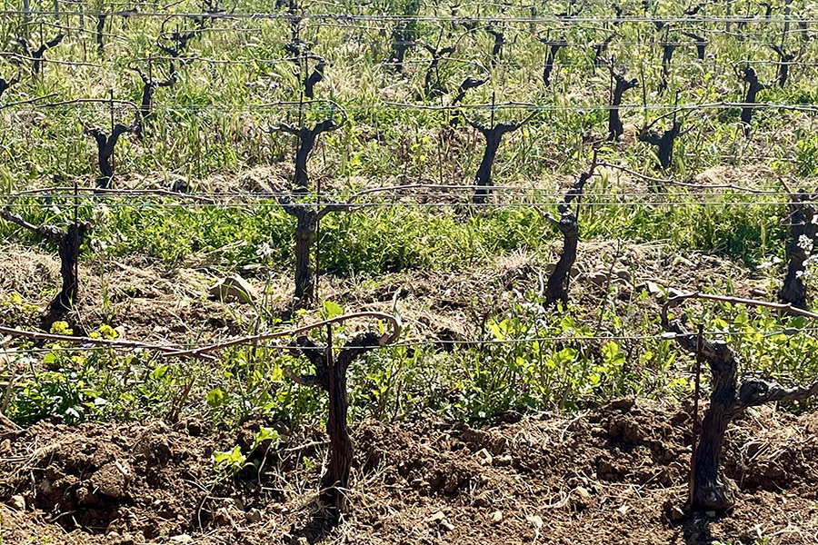 Filari di viti spoglie in una vigna invernale di castagneto carducci, con terra nuda e pochi germogli verdi